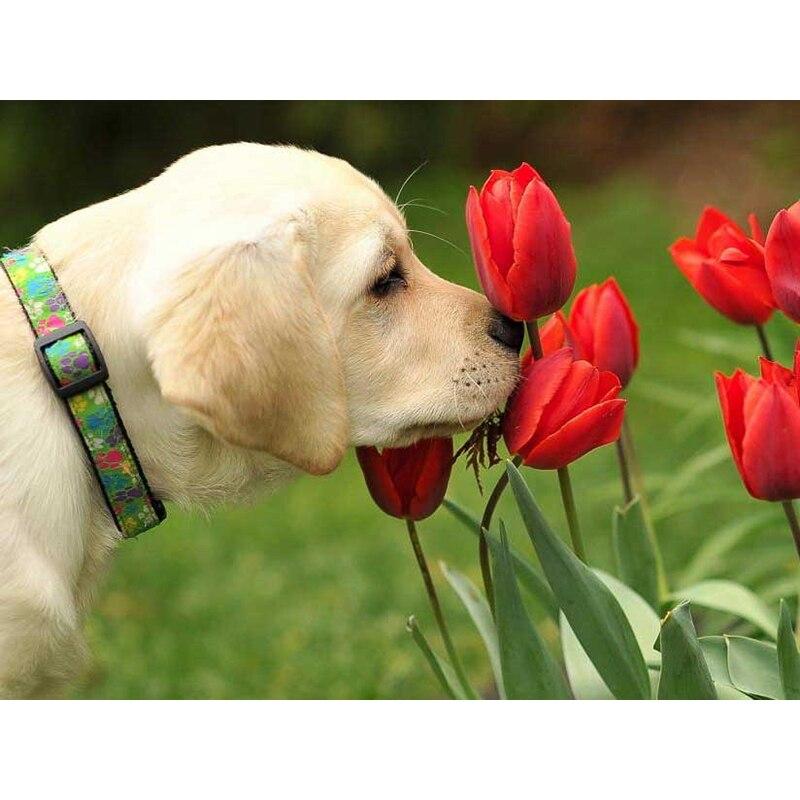 Новый 5D DIY алмазная живопись собака Алмазная вышивка животное вышивка крестиком полная квадратная круглая дрель ремесла домашний декор ручной художественный подарок