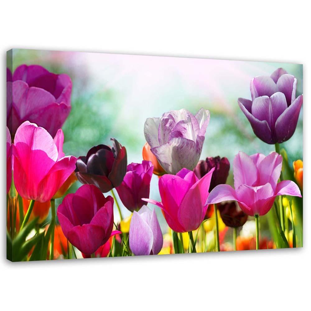 Canvas print, Coloured tulips on a meadow