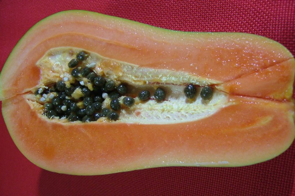 SAFLAX Дынное дерево - 30 семян - Carica papaya