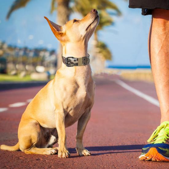 Регулируемый ошейник для собаки с D-кольцом, износостойкий тренировочный ошейник для питомца, ошейник для защиты шеи питомца, товары для питомцев
