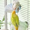 Parrot Perch Birds Rest Platform Claw And Beak Grinding Stand Cage Chew Toy Parrot Playground for Parakeets Cockatoos Budgies