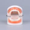 Стандартная модель зубов Взрослая Стандартный Типодонт Демонстрационная Модель Съемного Протеза Совместимая Детская Стоматологическая Обучающая Чистая Демонстрация