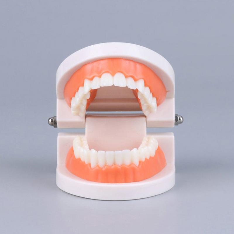Стандартная модель зубов Взрослая Стандартный Типодонт Демонстрационная Модель Съемного Протеза Совместимая Детская Стоматологическая Обучающая Чистая Демонстрация