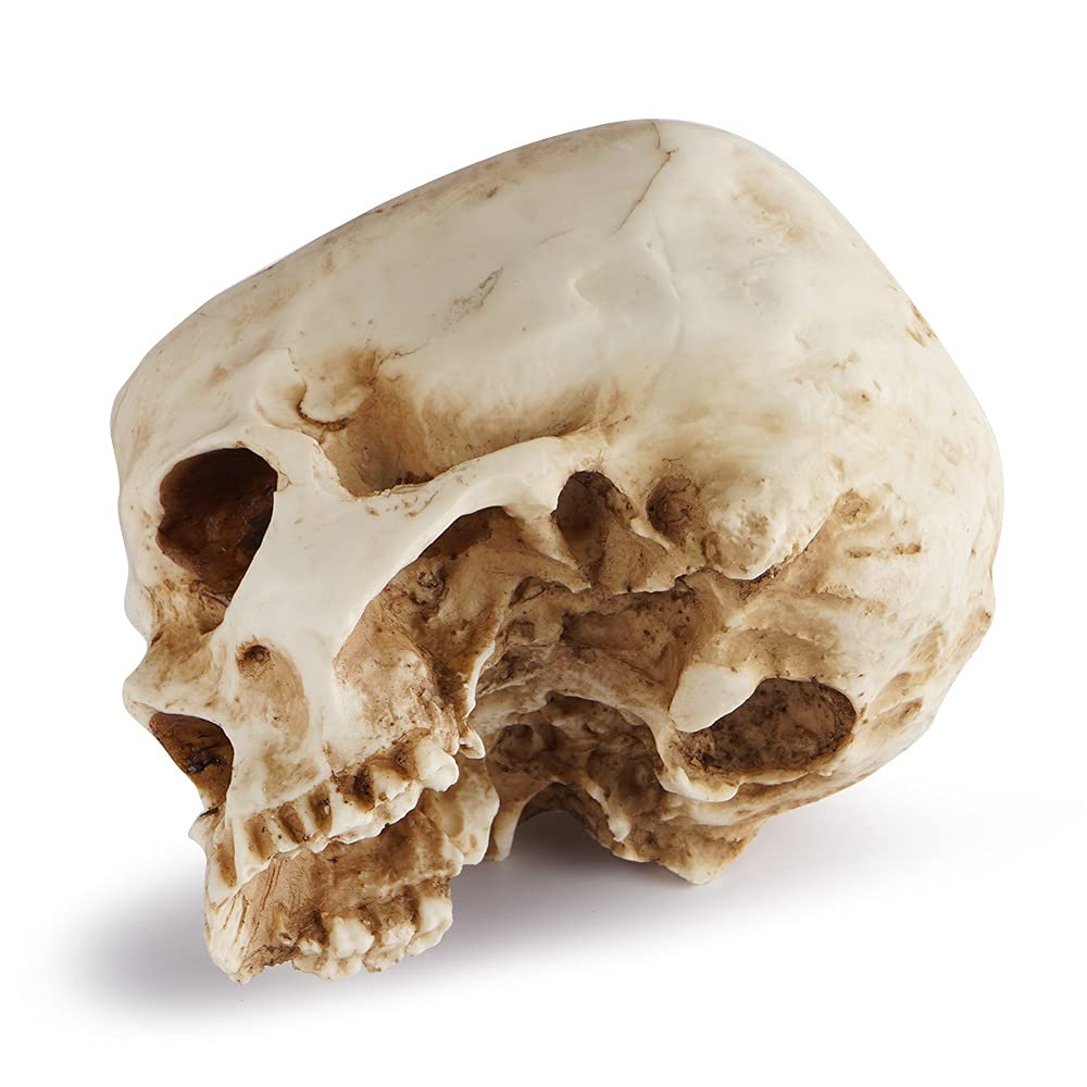 Модель скелета Revteds, горшечная безделушка, цвет кости, кашпо, коробка, (Стручок)