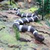 Python Cobra Snake Action Figures Soft TPR Simulation Snake Rattlesnake Model  Halloween Trick