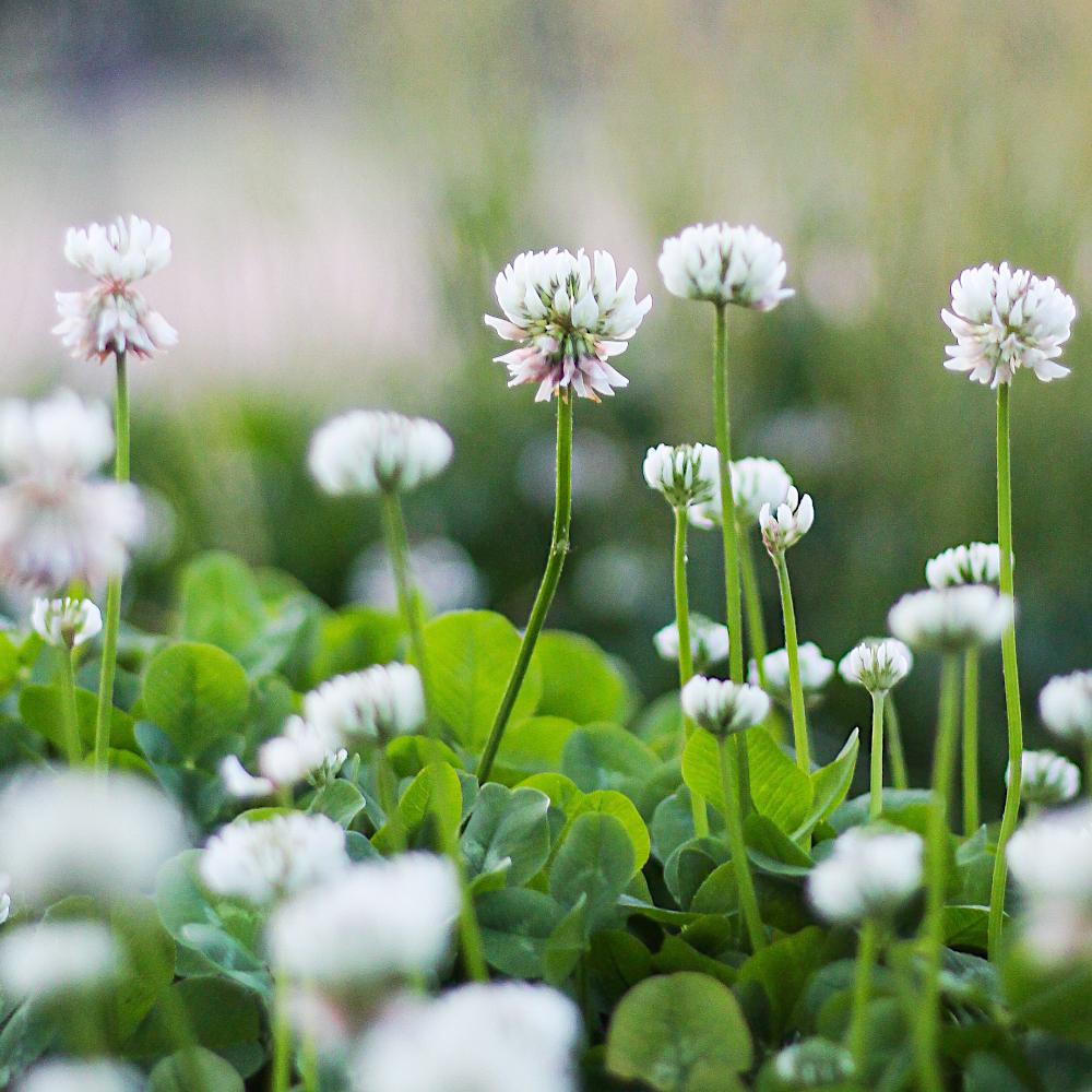 Клевер МИКРО КЛЕВЕР Медонос белый мелколистный клевер низкий для газона 500г