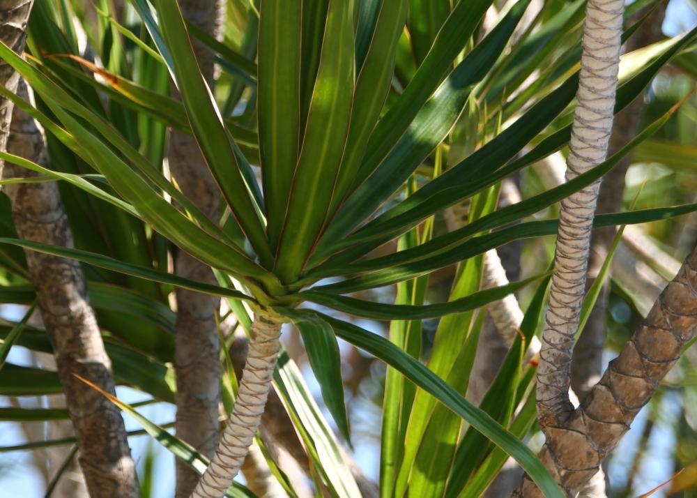 SAFLAX Драконово дерево - 5 семян - Dracaena Draco