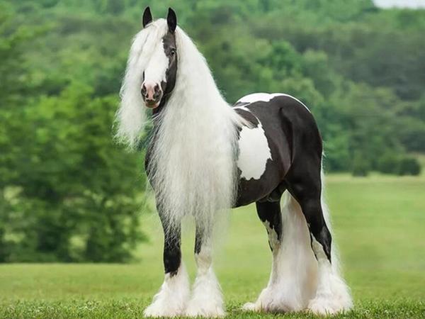 Алмазная картина лошадь полная квадратная алмазная вышивка животные 5D DIY мозаика горный хрусталь картина украшение дома