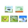 Montessori Kids English Learning Set Animals Life Cycle Toy Set With 5 English Books – Ant, Frog, Butterfly, Mosquito & Bean