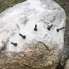 Новый клин-разделитель камня Многоцелевой 16 мм/18 мм Разделение камня Прочные стальные инструменты для долбления камня Скалы