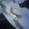 Tomorrowobject 23FW. лилия бриз. серьга 01