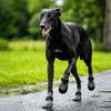 4PCS Wear Resistant Non-slip Pet Boots Dirt-Resistant Dog Foot Covers  For Dogs Cats