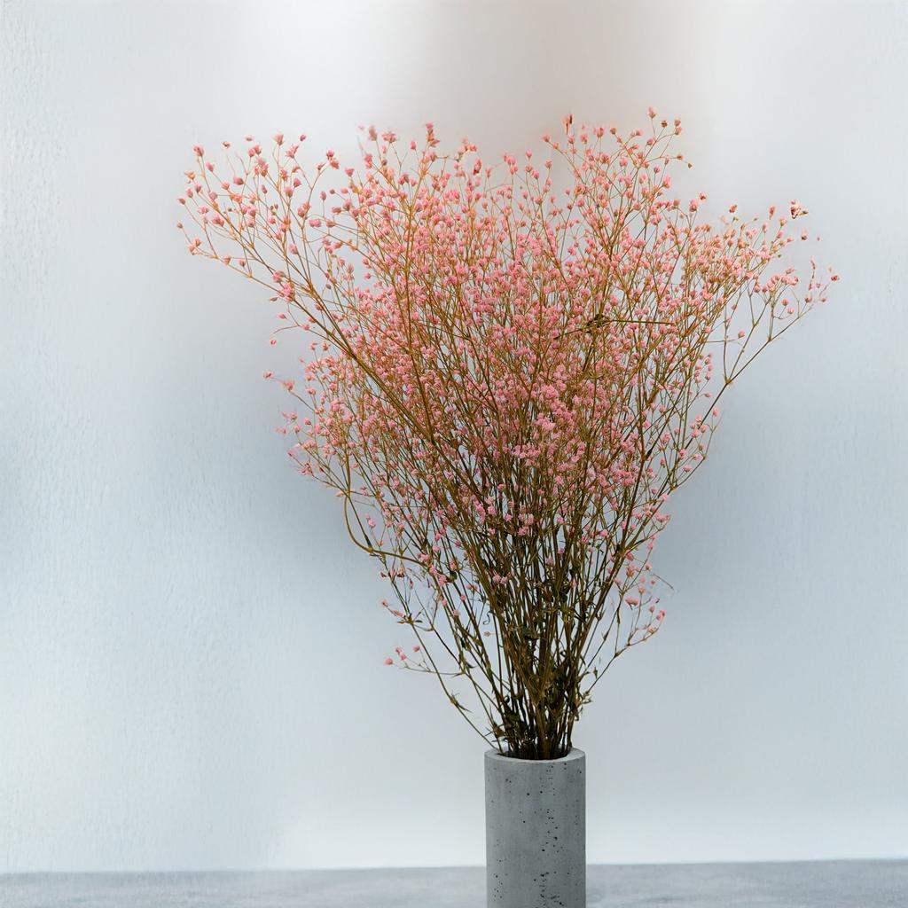 Gipsówka Stabilizowana - (Gypsophila) - Pastelowy Różowy