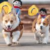 Смешные костюмы для собак на Хэллоуин Одежда для питомцев Ковбойская куртка-жилет для маленьких собак Смешная одежда для французских бульдогов и мопсов