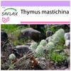 Мастика Тимьян - 250 семян - Thymus mastichina