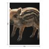 Piglets, wild boars, cute pig designs, adorable animal gifts Throw Blanket blankets and throws Personalized Gift Bed Blankets