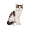 Ubia Sitting Tabby and White Cat (Medium) 18.7 X 12.5 X 22.5 Cm Doll Figurine Ornament Animal Garden Decoration Cat H15132-22