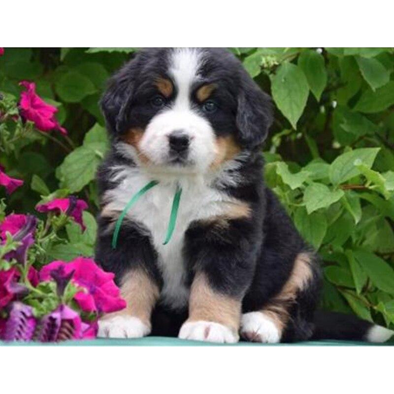 Полный 5D Алмазная картина Живая собака DIY Алмазная вышивка Алмазная мозаика Наборы для вышивки крестом Домашний декор Подарок