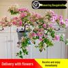 Large Bougainvillea Climbing Plant with Flowers - Indoor/Outdoor Greenery for Balcony and Courtyard