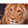 Полный круглый дрель Алмазная вышивка Лев DIY Алмазная картина Вышивка крестом Горный хрусталь Мозаика Декор