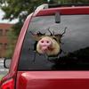 3D Animal Wall Sticker Piggy Sticker Hole Car Window Static Sticker