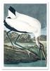 Vintage Poster Large Bird