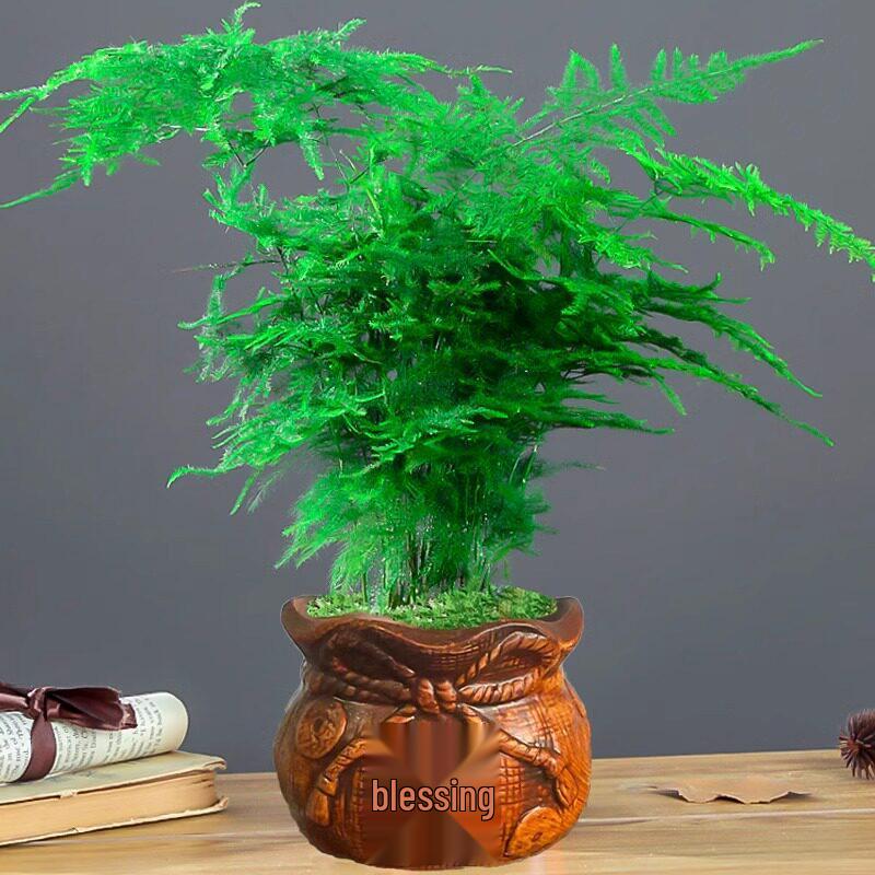 Asparagus Fern Indoor Plant: Air-Purifying, Evergreen, Hydroponic Bonsai for Office or Home
