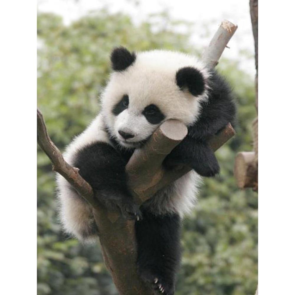 5D Алмазная вышивка Восход Пейзаж Вышивка крестиком Алмазная вышивка животное полная квадратная дрель изображение горный хрусталь домашний декор