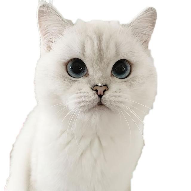 J503# Lovely Cat Persian Cat Sticker On The Car Vinyl Decal Waterproof Decoration Car Stickers