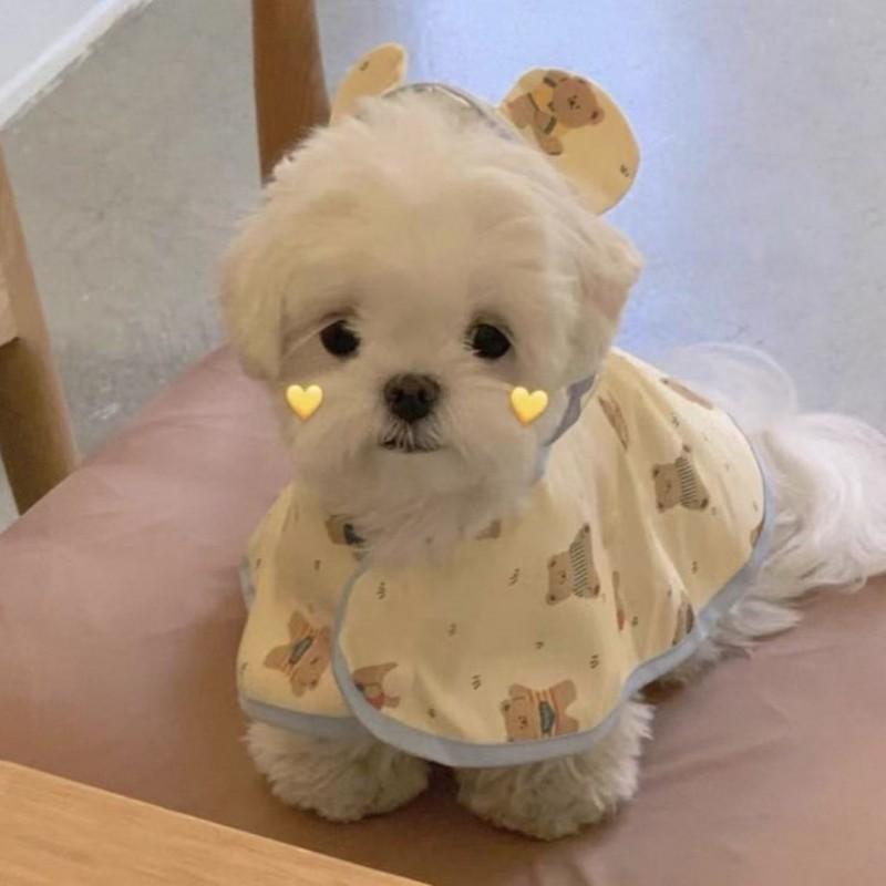 Waterproof Hooded Pet Raincoat Small Dogs With Cartoon Bear Design - Taffeta Fabric S/L/XL Sizes
