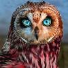 Full 5D Diy Diamond Painting Cartoon Animal Owl Mosaic Embroidery Cross Stitch Home Decor Handmade