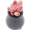 Red Finger Succulent: Single/Multiple Head Clump-forming Indoor Desktop Plant, Columnar Shape, No Pot.