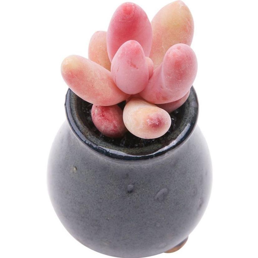 Red Finger Succulent: Single/Multiple Head Clump-forming Indoor Desktop Plant, Columnar Shape, No Pot.