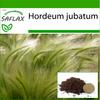 Лисохвост Ячмень / Беличий хвост - 70 семян - С горшечным субстратом для лучшего выращивания - Hordeum jubatum
