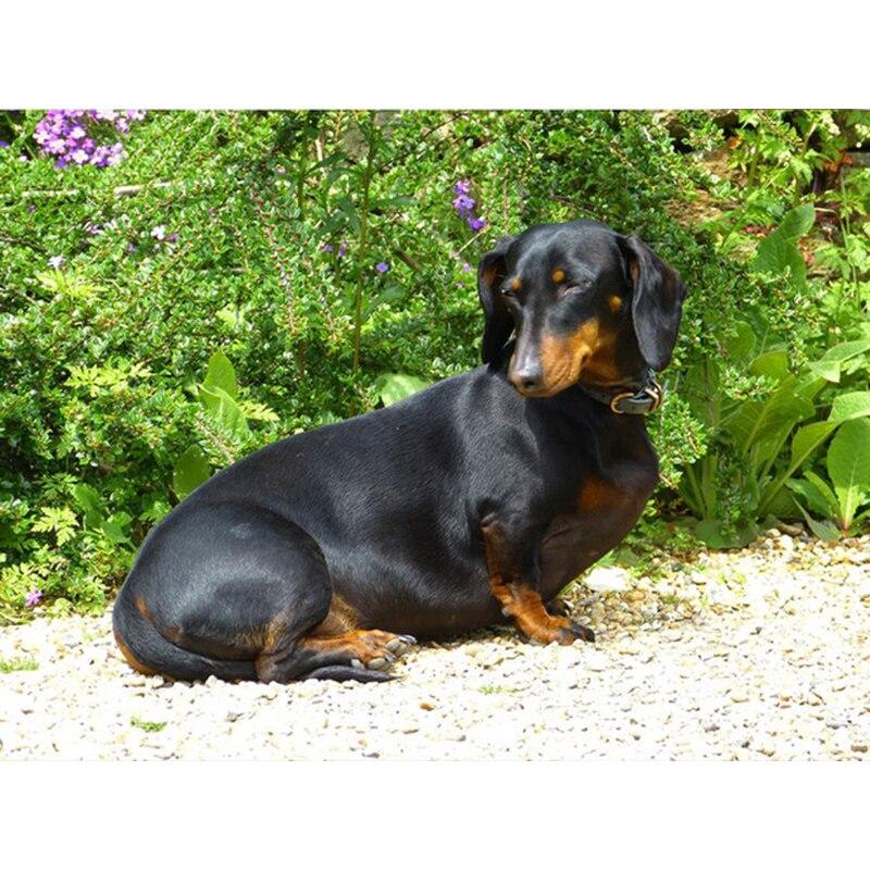 Полный 5D Алмазная картина Живая собака DIY Алмазная вышивка Алмазная мозаика Наборы для вышивки крестом Домашний декор Подарок