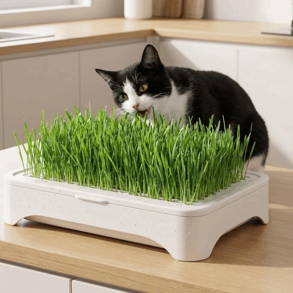 Plastic Cat Grass Planter Self-planted Tray Wheat Seedling Pot Growth Planter Indoor Growing