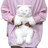 SunLemon Sleeping Lap Cat Persian White 22 X 14 X 47cm Plush Animal Cute Cat White P-1273