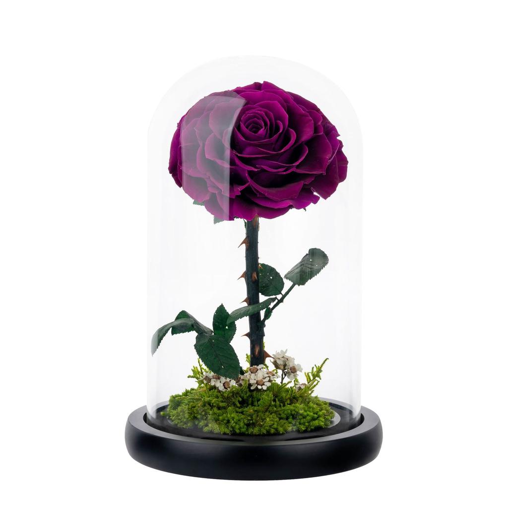 Immortal flower, the little prince's rose, real flower dried flower, high-end finished product, give boyfriend's birthday and Valentine's Day gift.