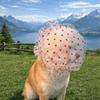 Mesh Pet Anti-Mosquito Headgear Breathable Adjustable Dog Decorative Headgear Love/Wave Point Pattern Pet Facial Protection
