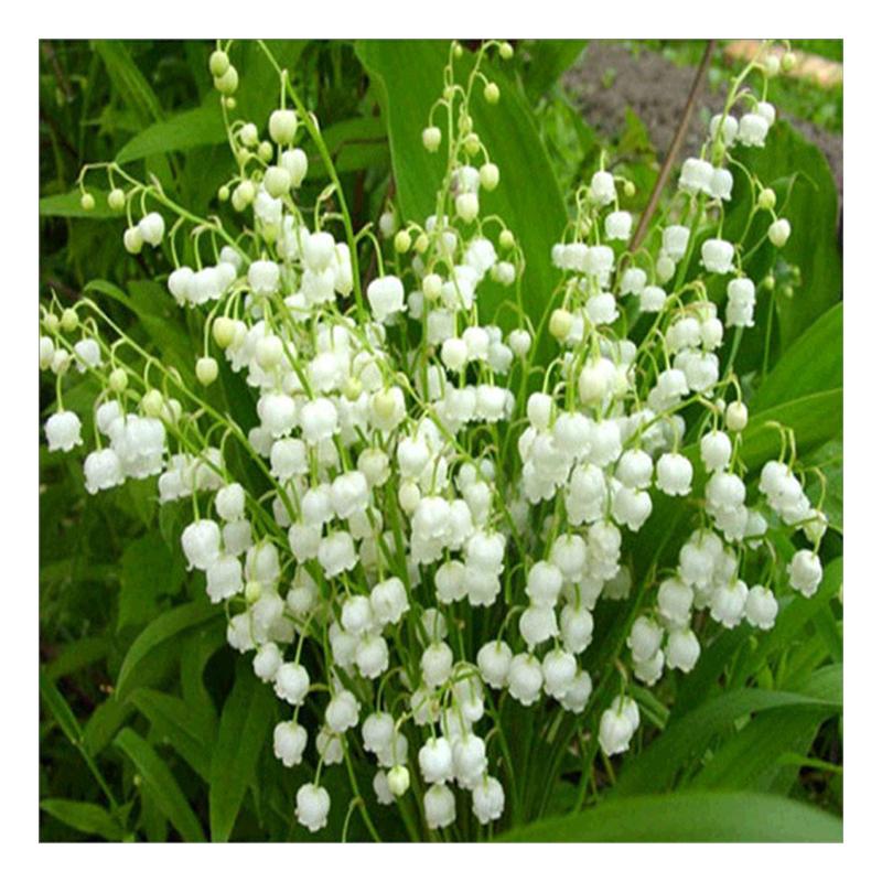 5D Diy алмазная живопись цветок роза вышивка крестиком полная круглая дрель вышивка Алмазная мозаика картина из страз Декор подарок