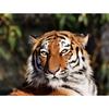 Вышивка крестом Тигр картина домашний декор подарок алмазная живопись бесплатные наборы для вышивки крестом