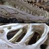 Simulation Resin Dinosaur Skull Ornaments Diy Aquarium Fish Tank Decoration