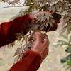 Садовые перчатки с защитой от проколов Перчатки для обрезки роз Кожа свиньи Устойчивость к проколам для женщин и мужчин