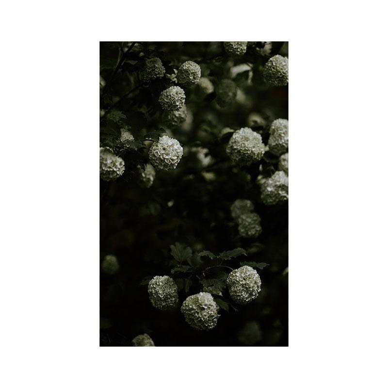 Современная картина на холсте с природой, зеленые листья, картины с растениями, постеры с деревьями, принты для декора гостиной, настенное искусство куадрос