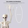 Simulation Halloween Human Body Skeleton Haunted House Full Body Skeleton Party Props Home Decoration for Carnival Theme Parties