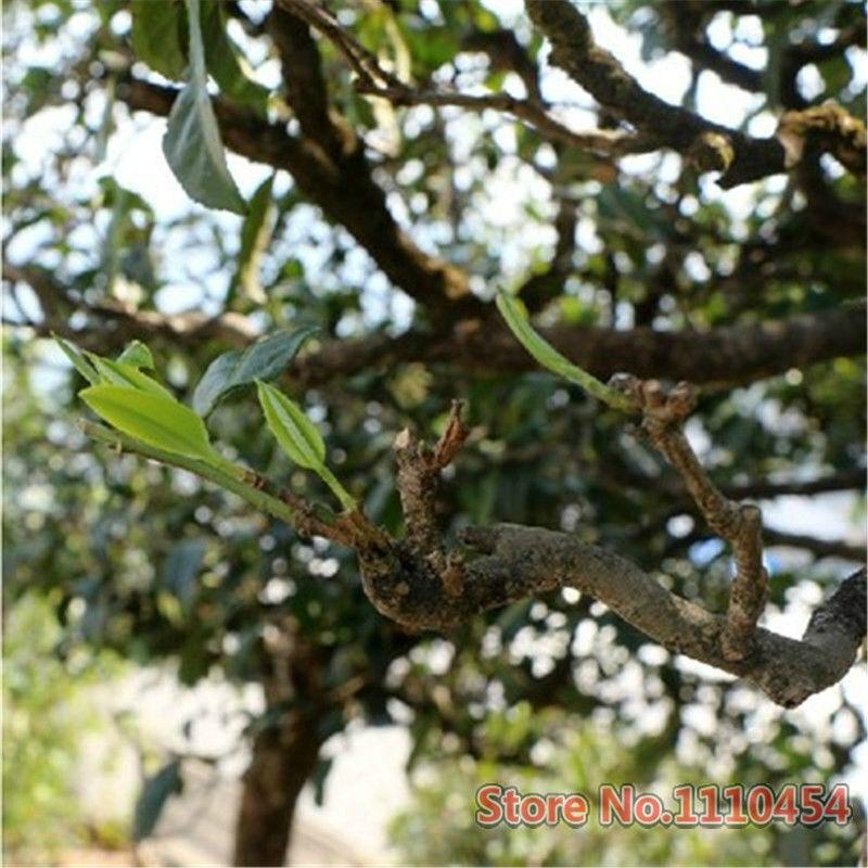 250г Старый чай Пуэр Чай Пу Эр Пуэр Пуэр Кирпич Пуэр Старый черный чай