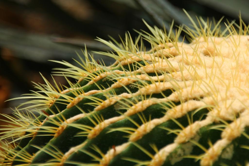 SAFLAX Garden in the Bag - Кактус-бочка / Сиденье для тещи - 40 семян - С субстратом в подходящем пакете-стойке - Echinocactus grusonii