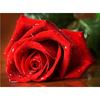 5D Diy Diamond Painting Red Rose Diamond Embroidery Cross Stitch Home Decor Handmade Gifts