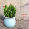 Layered Mountain Succulent: Green Cactus Money Tree for Indoor Spaces