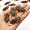50pcs Realistic Bugs Funny Toy Fake Cockroach Novelty Insects Halloween Prank Simulation Tricky Disgusting Scary Party Supplies